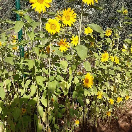 Casa Lennisa Alojamento de Acomodação e Pequeno-almoço